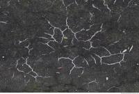 photo texture of concrete cracky 0010
